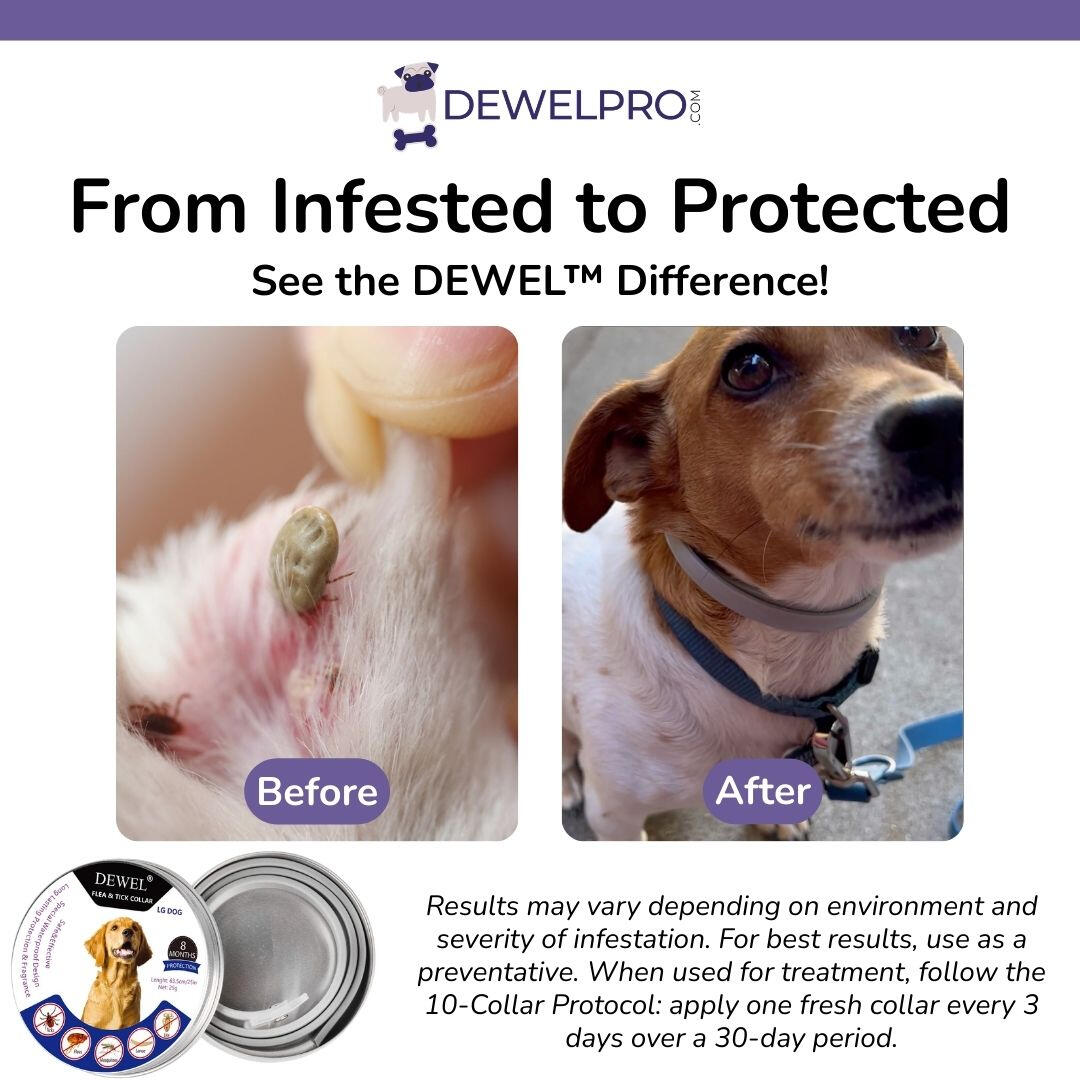 The DEWEL Flea Collar — The Bottom Line DEWEL Natural Flea and Tick Collar for Dogs — (8-Months Protection)