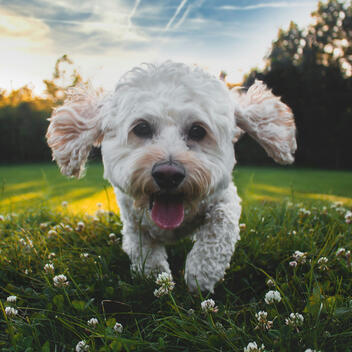 TryVertty.com — Dog Product Testing & Reviews TryVertty dog avatar — plant-based flea and tick collar testing