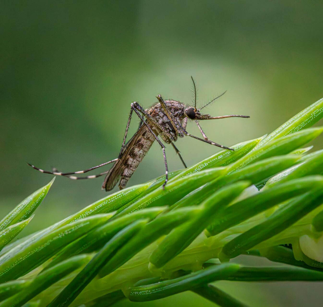 Why Mosquito Protection Matters for Dogs? Why Mosquito Protection Matters for Dogs?