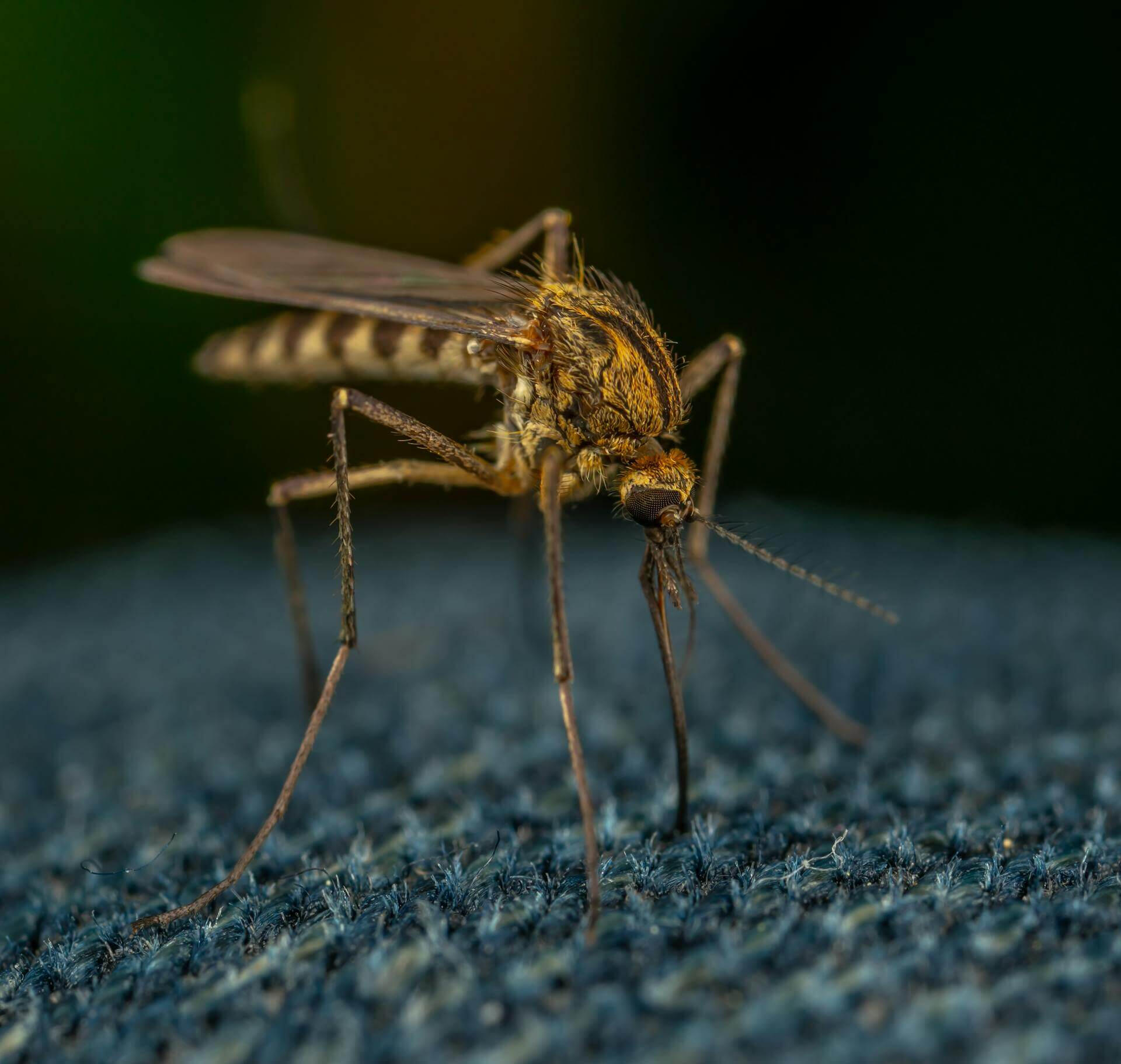 Why Mosquitoes Are Hard to Avoid? Why Mosquitoes Are Hard to Avoid?